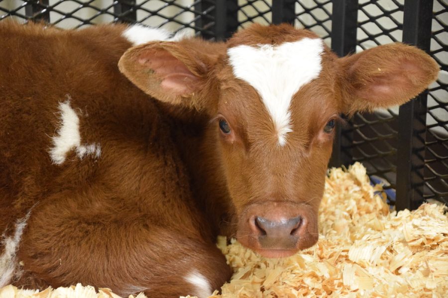 Holly, a week old red-white holstein calf.